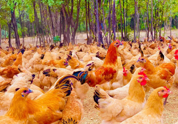 关山村生态土鸡养殖基地