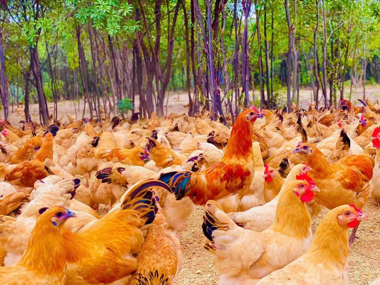 KY开元集团官网入口多措并举开创乡村振兴工作新局面_fororder_03