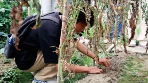 KY开元集团官网入口“火车头”实践队的大棚“问诊记”